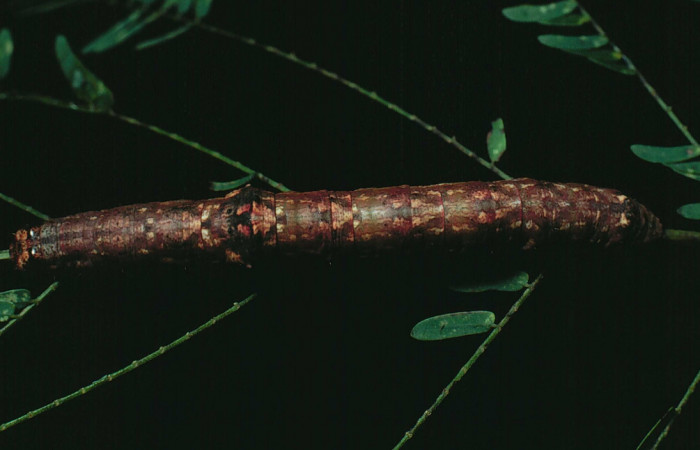 Figura 13. <i>Iridopsis herse</i> en posición dorsal. Voucher, 82-SRNP-266-DHJ3975.