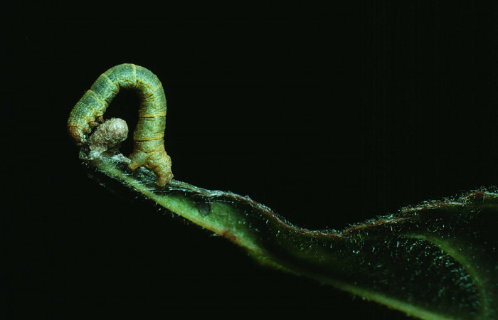 Figura 15. <i>Iridopsis herse</i> en posición dorsal. Voucher, 83-SRNP-297-DHJ5211.