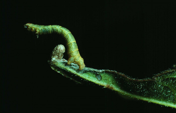 Figura 16. <i>Iridopsis herse</i> en posición dorsal. Voucher, 83-SRNP-297-DHJ5213.