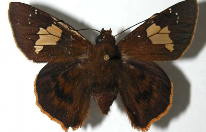 Figura 1. Macho de <i>Venada naranja</i> (Hesperiidae). Vista dorsal, envergadura alar 48 mm de longitud. Voucher: 02-SRNP-24573-DHJ37720.jpg. BIN: BOLD:AAB6412.