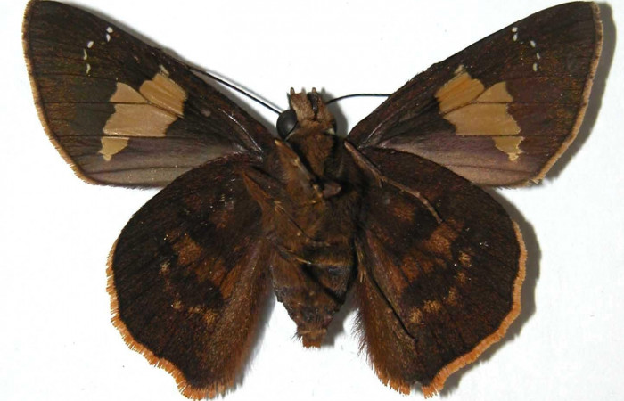 Figura 2. Macho de <i>Venada naranja</i> (Hesperiidae). Vista ventral, envergadura alar 48 mm de longitud. Voucher: 02-SRNP-24573-DHJ37721.jpg. BIN: BOLD:AAB6412.