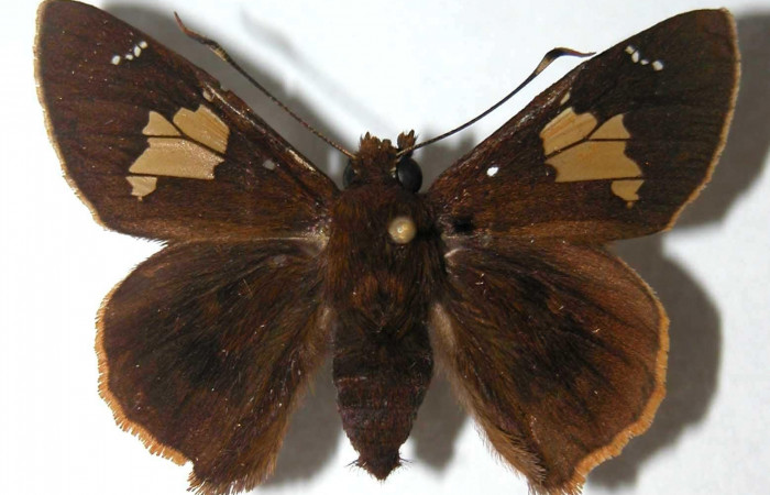Figura 3. Hembra de <i>Venada naranja</i> (Hesperiidae). Vista dorsal, envergadura alar 42 mm de longitud. Voucher: 03-SRNP-3127-DHJ38180.jpg. BIN: BOLD:AAB6412.