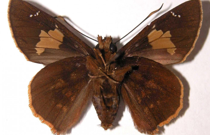 Figura 4. Hembra de <i>Venada naranja</i> (Hesperiidae). Vista ventral, envergadura alar 42 mm de longitud. Voucher: 03-SRNP-3127-DHJ38181.jpg. BIN: BOLD:AAB6412.