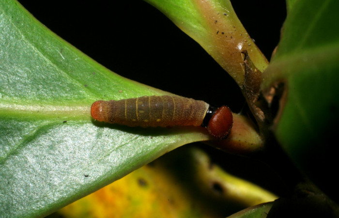 Fig 8. Larva de <i>Venada naranja</i> (Hesperiidae). Vista dorsal. Larva en segundo estadio, 9 mm de longitud. Foto: 22/junio/2008. Estación Cacao. Voucher: 08-SRNP-35742-DHJ441254.jpg.