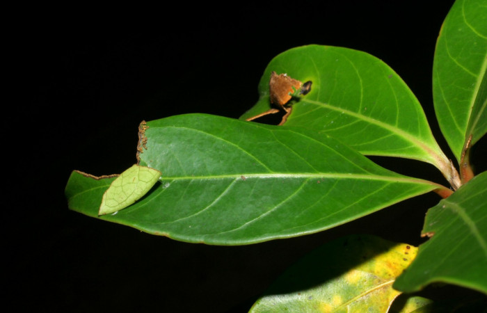 Fig 5. Casa de <i>Venada naranja</i> (Hesperiidae), vista de la casa, (9mm). Foto: 22/junio/2008. Estación Cacao. Voucher: 08-SRNP-35742-DHJ441257.jpg.