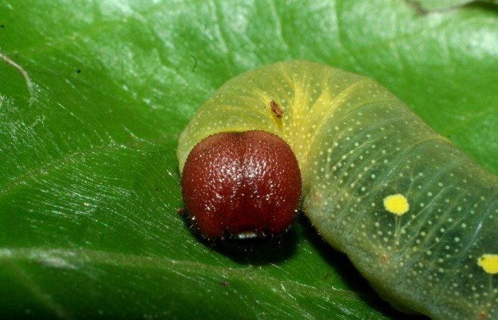 Fig 13. Larva de <i>Venada naranja</i> (Hesperiidae). Cabeza de frente. Larva en último estadío, 42 mm de longitud. Foto: 08/junio/2009. Estación Cacao. Voucher: 09-SRNP-35765-DHJ455636.jpg.