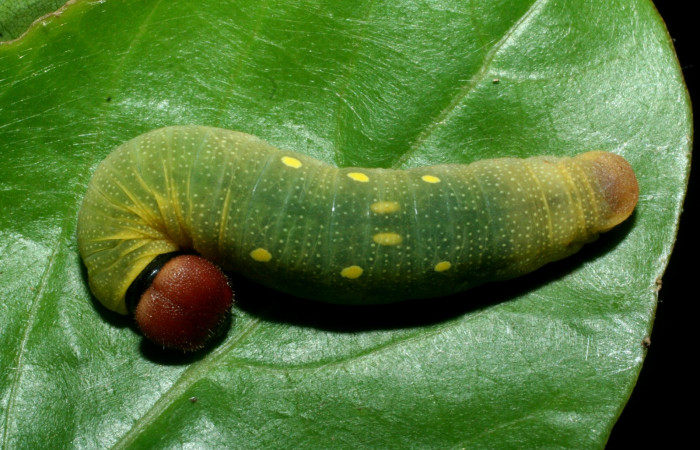 Fig 11. Larva de <i>Venada naranja</i> (Hesperiidae). Vista dorsal. Larva en último estadío, 42 mm de longitud. Foto: 08/junio/2009. Estación Cacao. Voucher: 09-SRNP-35765-DHJ455639.jpg.