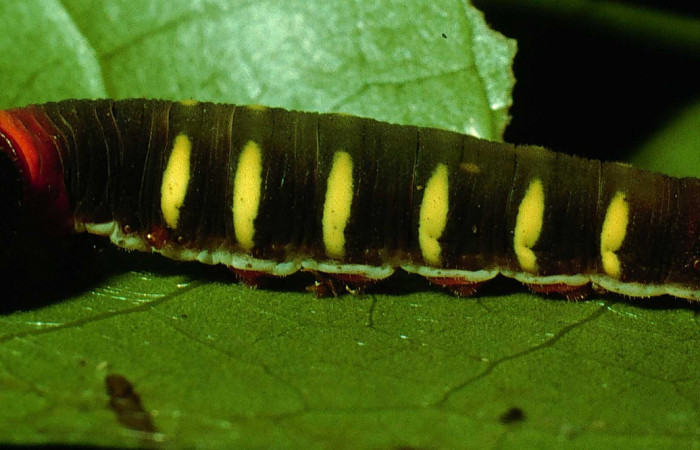 Fig. 14 Larva <i>Venada nevada</i>, (Hesperiidae), en posición lateral entero, PU estadio; alimentándose de la planta <i>Damburneya salicifolia</i> de la familia Lauraceae. Voucher 95-SRNP-353-DHJ21708.jpg