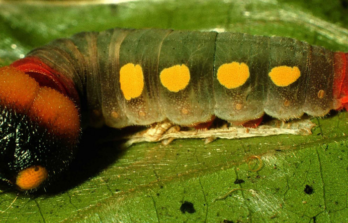 Fig. 15 Larva <i>Venada daneva</i>, (Hesperiidae), último estadio, lateral entero; alimentándose en la planta <i>Ocotea mollifolia</i> de la familia Lauraceae. Voucher 98-SRNP-6010-DHJ45625.jpg.