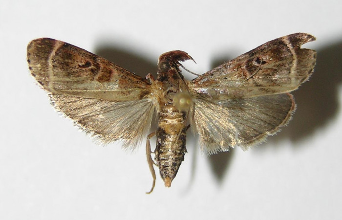 Figura 3. Adulto de <i>Tancoa</i> crinitaDHJ04,
vista dorsal. Voucher (00-SRNP-20621-
DHJ336068)