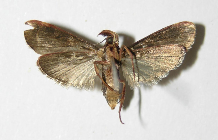 Figura 4. Adulto de <i>Tancoa</i> crinitaDHJ04, vista
ventral. Voucher (00-SRNP-20621-DHJ336069).