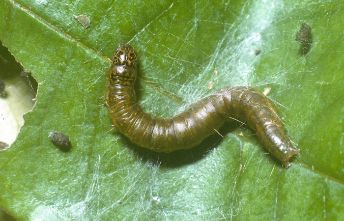 Fig. 5 Larva <i>Tancoa</i> crinita DHJ03, último estadio,
protegida con seda que ella misma produce. En
planta <i>Vochysia ferruginea</i> de la familia
Vochysiaceae. Voucher 04-SRNP-42000-
DHJ87113.jpg