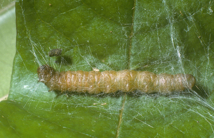 Fig. 6 Larva <i>Tancoa</i> crinita DHJ03, último estadio,
protegida con seda que ella misma produce. En planta
<i>Vochysia ferruginea</i> de la familia Vochysiaceae.
Voucher 04-SRNP-42000-DHJ87114.jpg