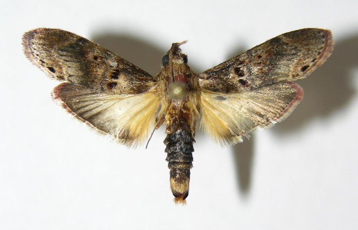 Figura 1. Adulto de <i>Tancoa</i> crinitaDHJ03,
vista dorsal. Voucher (05-SRNP-42639-
DHJ343822).