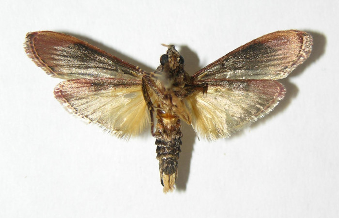 Figura 2. Adulto de <i>Tancoa</i> crinitaDHJ03 ,
vista ventral. Voucher (05-SRNP-42639-
DHJ343823)