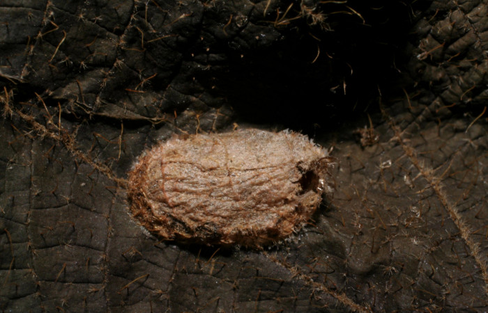 Fig. 16 Capullo de <i>Eiphosoma</i> Janzen08 de la familia Ichneumonidae, avispa parásita en
larva <i>Tancoa</i> crinitaDHJ04. Voucher 06-SRNP-41765-DHJ436625.jpg.