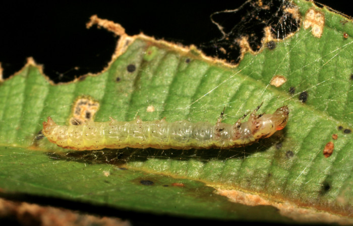 Fig. 8 Larva <i>Tancoa</i> crinita DHJ04, último estadio,
protegida con seda que ella misma produce. En
planta <i>Conostegia xalapensisde</i> la familia
Melastomataceae. Voucher 07-SRNP-30699-
DHJ418721.jpg