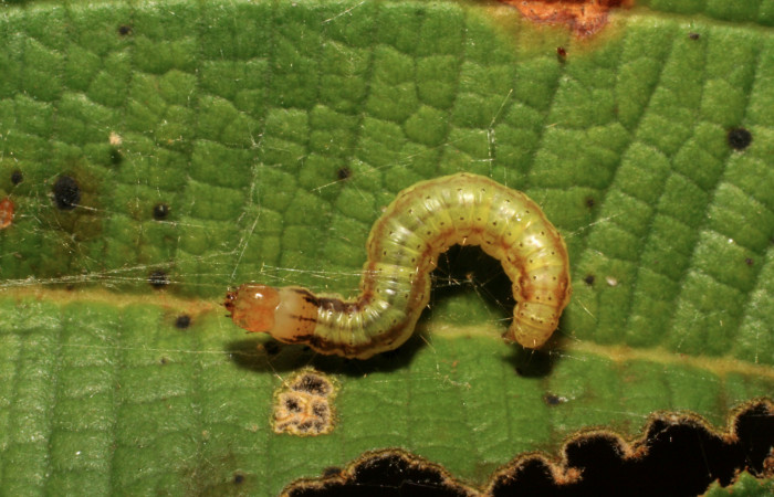 Fig. 7 Larva <i>Tancoa</i> crinita DHJ04, PU estadio,
protegida con seda que ella misma produce. En
planta <i>Conostegia xalapensisde</i> la familia
Melastomataceae. Voucher 07-SRNP-30699-
DHJ418722.jpg