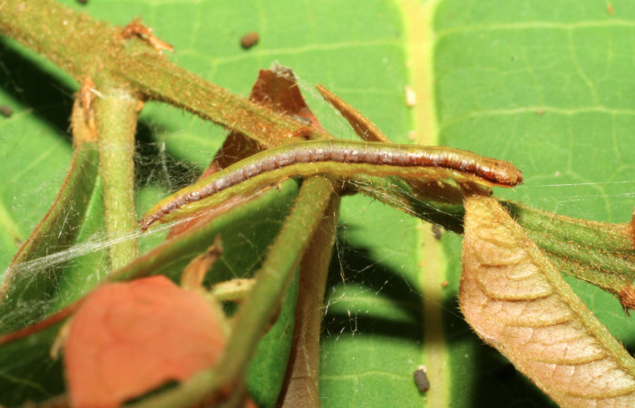 Fig. 10. Larva <i>Tancoa</i> crinitaDHJ03, Pyralidae, vista lateral.
Voucher (07-SRNP-30990-DHJ419730)