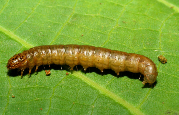 Fig. 9. Larva <i>Tancoa</i> crinitaDHJ03, Pyralidae, vista lateral. Voucher
(07-SRNP-32953-DHJ427306)