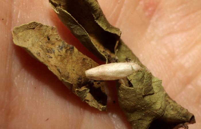 Figura 13. Capullo de <i>Apanteles</i> randallmartinezi de la familia Braconidae, parásito que ataca a la larva <i>Tancoa</i>
crinitaDHJ03. (Voucher 09-SRNP-42777-DHJ476481.jpg).