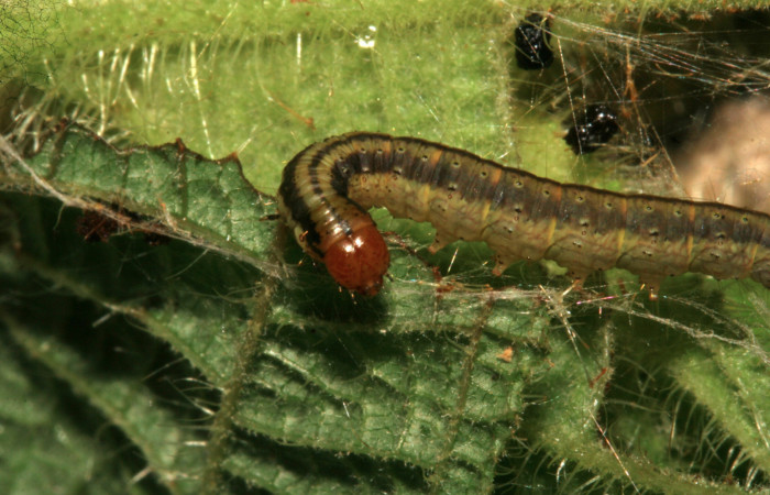 Figura 12. Larva <i>Tancoa</i> crinitaDHJ04, Pyralidae, último estadio,
vista cabeza. En Planta <i>Clidemia hirta</i> de la familia
Melastomataceae. Voucher (09-SRNP-799-DHJ450390.jpg)