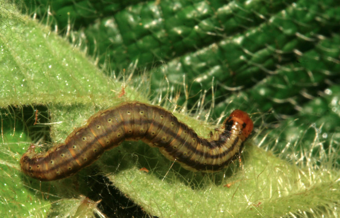Figura 11. Larva <i>Tancoa</i> crinitaDHJ04, Pyralidae, último estadio,
vista dorsal. En Planta <i>Clidemia hirta</i> de la familia Melastomataceae.
Voucher (09-SRNP-799-DHJ450391)