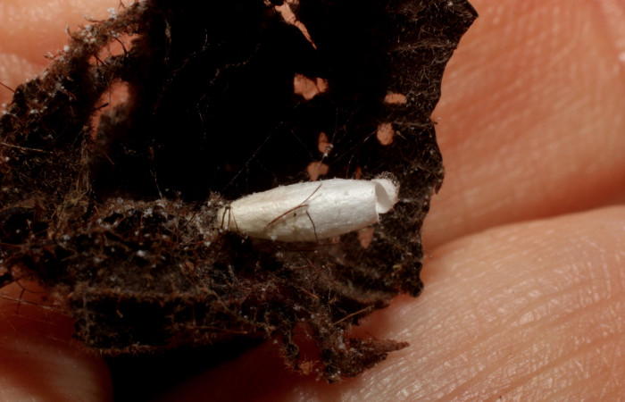 Figura 14. Capullo de Braconidae, <i>Apanteles</i> randallmartinezi, parásito que ataca a la larva
<i>Tancoa</i> crinitaDHJ04 (11-SRNP-41311-DHJ800775).