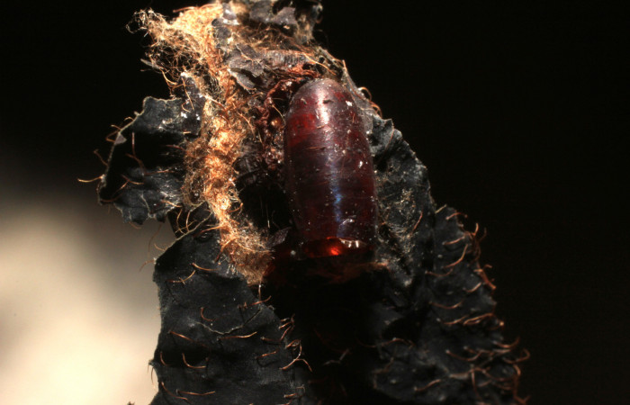 Fig. 15 Pupario <i>Lixophaga</i> Wood04DHJ02, (Tachinidae), mosca parásita en larva <i>Tancoa</i>
crinitaDHJ04. Voucher 11-SRNP-4634-DHJ800601.jpg.