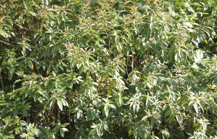 Figura 17. planta hospedera de <i>Tancoa</i> crinitaDHJ04 ,Pyralidae, planta <i>Conostegia xalapensis</i>. Foto, Keiner Aragon Calero, 03/01/2022.