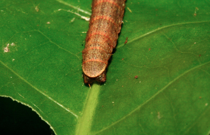Fig. 13 Larva <i>Carthara</i> abruptaDHJ03, Pyralidae <i>Celastrus vulcanicolus</i>, (Celastraceae). Voucher: 10-SRNP-2292-DHJ470589.jpg.