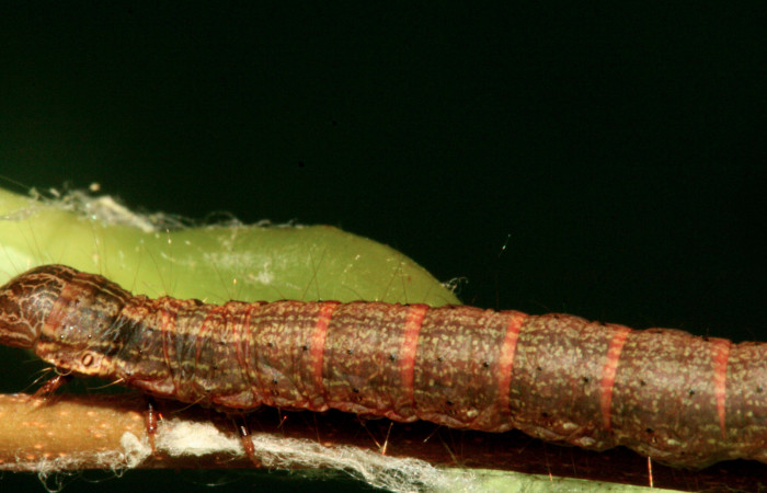 Fig. 14 Larva <i>Carthara</i> abruptaDHJ03, Pyralidae <i>Celastrus vulcanicolus</i>, (Celastraceae). Voucher: 10-SRNP-2292-DHJ470592.jpg.