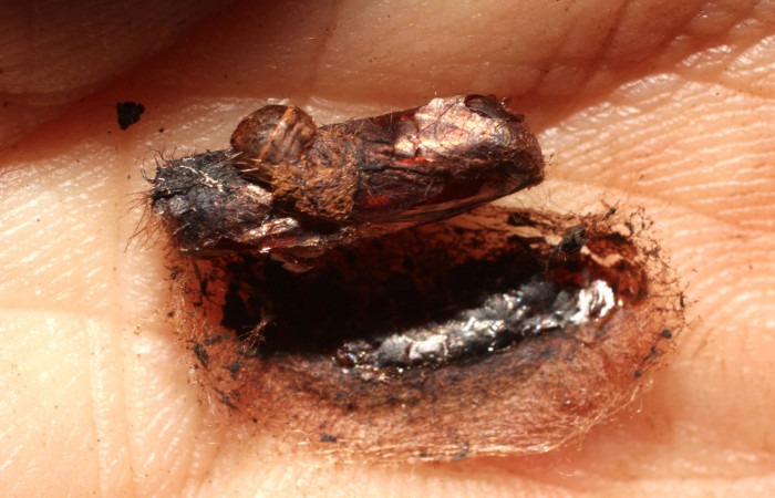 Fig.17 Prepupa Braconidae, <i>Heteropteron</i> Whitfield01 <i>Carthara</i> abruptaDHJ02. Voucher: 10-SRNP-56747-DHJ800271.jpg.