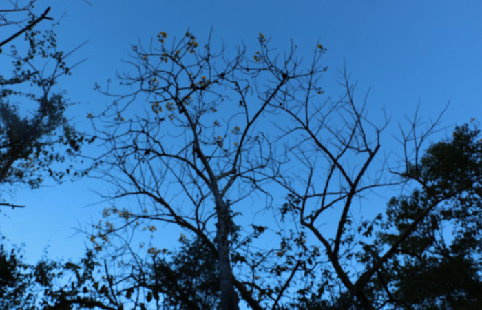 Fig.18 Planta  <i>Cochlospermum vitifolium</i>, (Malvaceae), hospedera de la larva <i> Carthara</i> abruptaDHJ02, (Pyralidae), Sector Mundo Nuevo, Punta Plancha. Ahora <i>Cochlospermum vitifolium</i>, se encuentra con flores amarillas y unos árboles sín hojas y algunos tiene hojas amarillas y rojas casi cayéndose, por efecto de la época seca, ya que son árboles caducifolios. Foto Elieth Cantillano 25 Febrero 2022.
