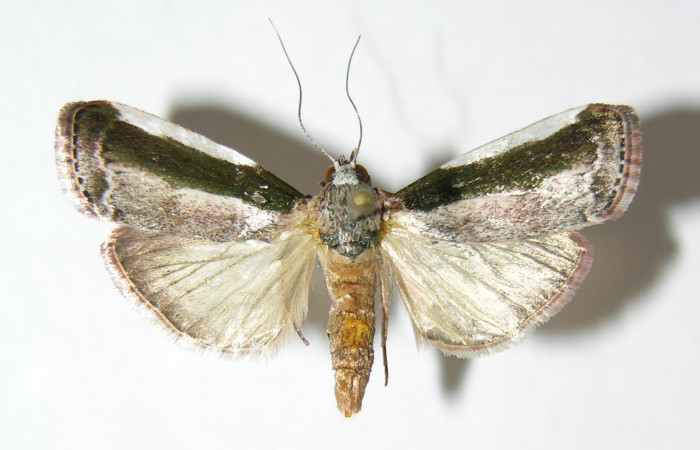 Fig. 3 Adulto <i>Carthara</i> abruptaDHJ02, Pyralidae hembra mostrando la parte dorsal. Voucher: 05-SRNP-63387-DHJ343848.