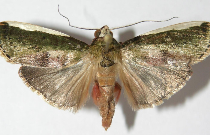 Fig. 5 Adulto <i>Carthara</i> abruptaDHJ03, Pyralidae mostrando la parte dorsal. Voucher: 09-SRNP-6713-DHJ523320.