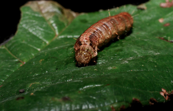 Fig. 7 Larva <i>Carthara</i> abruptaDHJ02, Pyralidae mostrando la parte cabeza frente. Voucher: 09-SRNP-57986-DHJ466711.jpg.