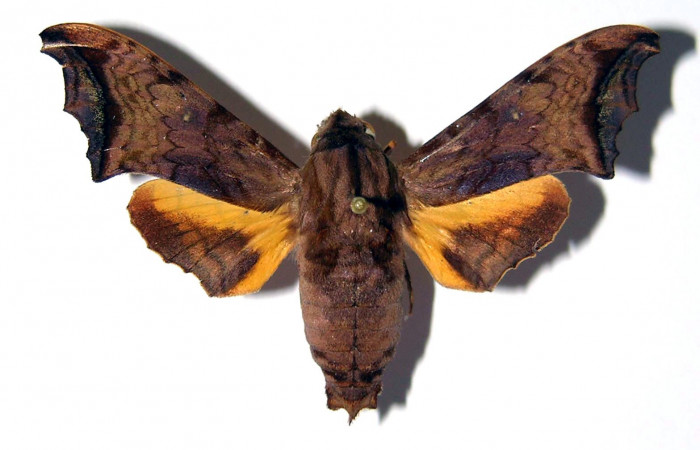 Fig. 01. Macho de <i>Nyceryx riscus</i> (Sphingidae), vista dorsal, 49mm de envergadura. Voucher: 85-SRNP-308-DHJ95910.jpg.