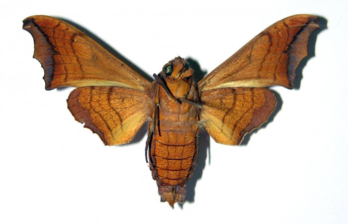 Fig. 02. Macho de <i>Nyceryx riscus</i> (Sphingidae), vista ventral, 49mm de envergadura. Voucher: 85-SRNP-308-DHJ95911.jpg.