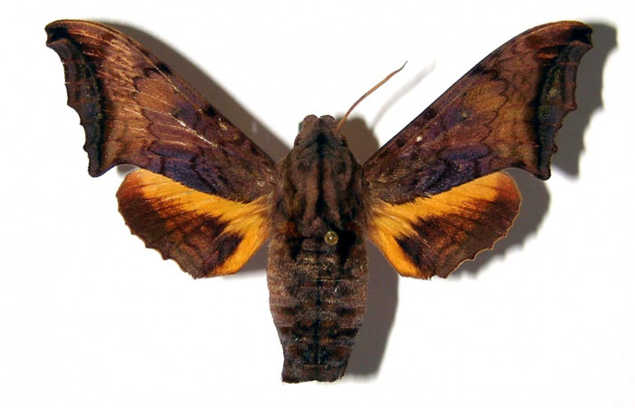 Fig. 03. Hembra de <i>Nyceryx riscus</i> (Sphingidae), vista dorsal, 52mm de envergadura. Voucher: 95-SRNP-8494-DHJ95906.jpg.