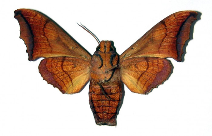 Fig. 04. Hembra de <i>Nyceryx riscus</i> (Sphingidae), vista ventral, 52mm de envergadura. Voucher: 95-SRNP-8494-DHJ95907.jpg.