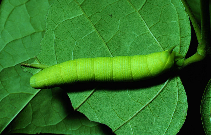Fig. 05. Larva de <i>Nyceryx riscus</i> (Sphingidae), vista dorsal, 48mm de longitud. Voucher: 85-SRNP-308-DHJ8964.jpg.