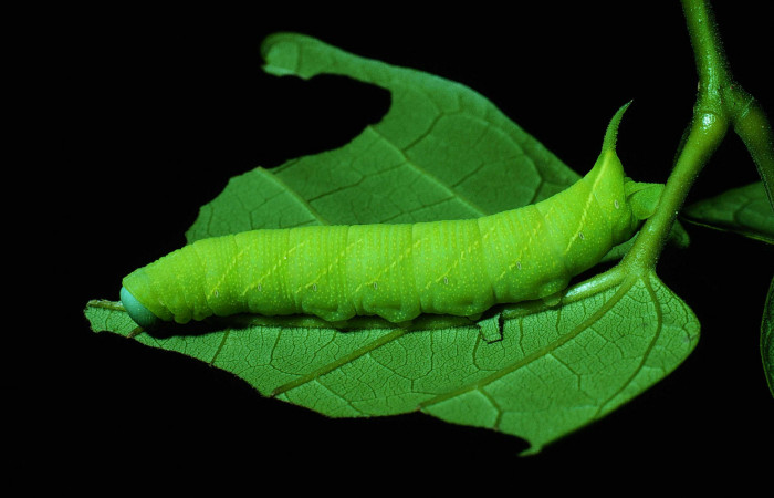 Fig. 06. Larva de <i>Nyceryx riscus</i> (Sphingidae), vista lateral, 48mm de longitud. Voucher: 85-SRNP-308-DHJ8967.jpg.