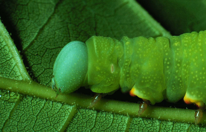 Fig. 07. Larva de <i>Nyceryx riscus</i> (Sphingidae), vista lateral tórax, 48mm de longitud. Voucher: 85-SRNP-308-DHJ8972.jpg.