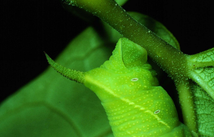 Fig. 08. Larva de <i>Nyceryx riscus</i> (Sphingidae), vista lateral trasera cuernito típico de larva Sphingidae, 48mm de longitud. Voucher: 85-SRNP-308-DHJ8975.jpg.