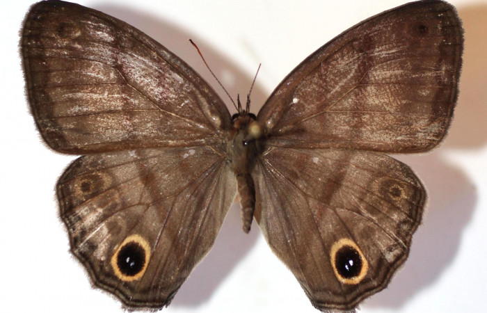 Fig.1. Adulto de <i>Cissia</i> confusaDHJ02. En posición dorsal de 43mm de longitud. Voucher : 14-SRNP-30808-DHJ589818.jpg.