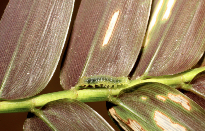 Fig.13.Larva de <i>Marimatha</i> Janzen7222. Voucher : 11-SRNP-30116-DHJ481415.jpg