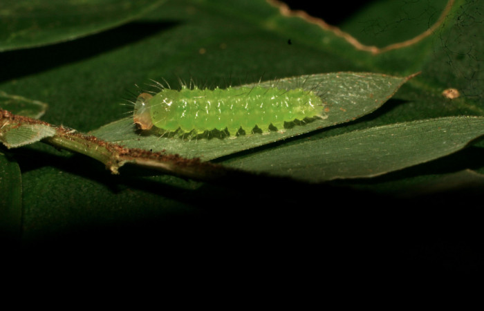 Fig.14. Larva de <i>Marimatha</i> Janzen7222. Voucher : 10-SRNP-73420-DHJ479767.jpg