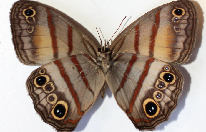 Fig.2. Adulto de <i>Cissia</i> confusaDHJ02. En posición ventral. Voucher : 14-SRNP-30808-DHJ589819.jpg.