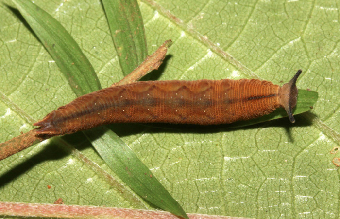 Fig.6. Larva de <i>Cissia</i> confusaDHJ02. Voucher : 13-SRNP-31089-DHJ701337.jpg.